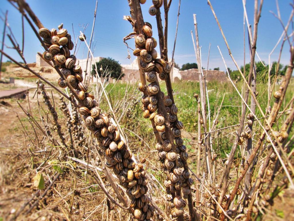 Zeybek 1 Pension Patara Buitenkant foto